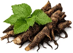 Tenovix — nettle root
